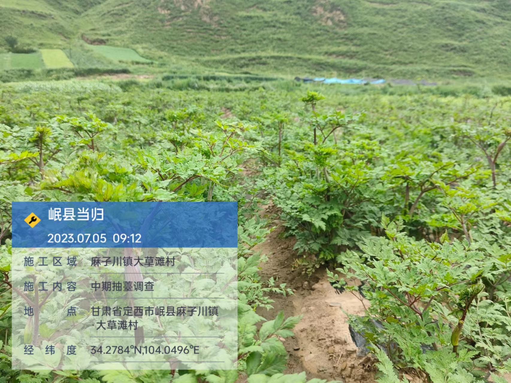 处理2抽薹.jpg