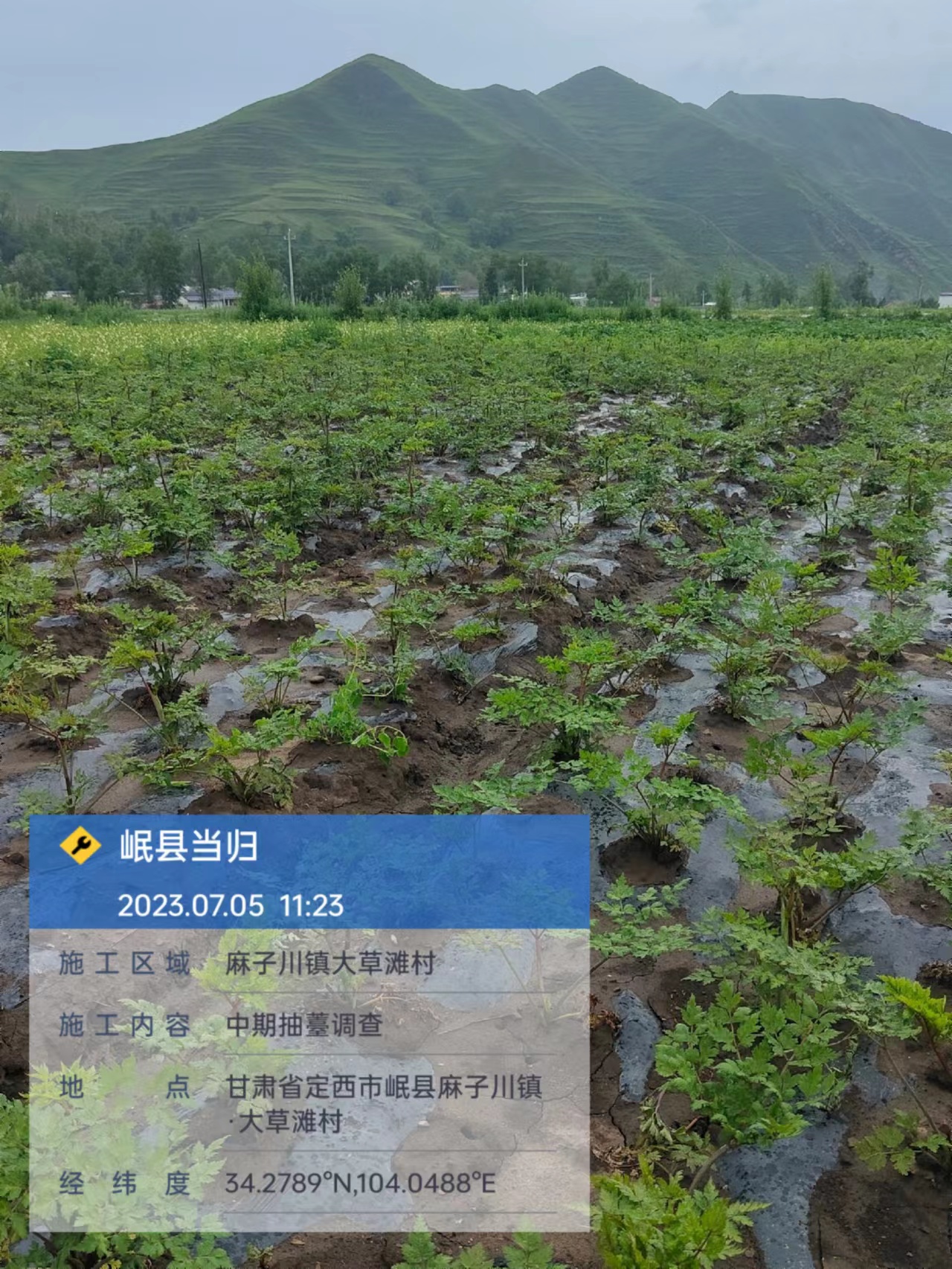 处理1抽薹.jpg