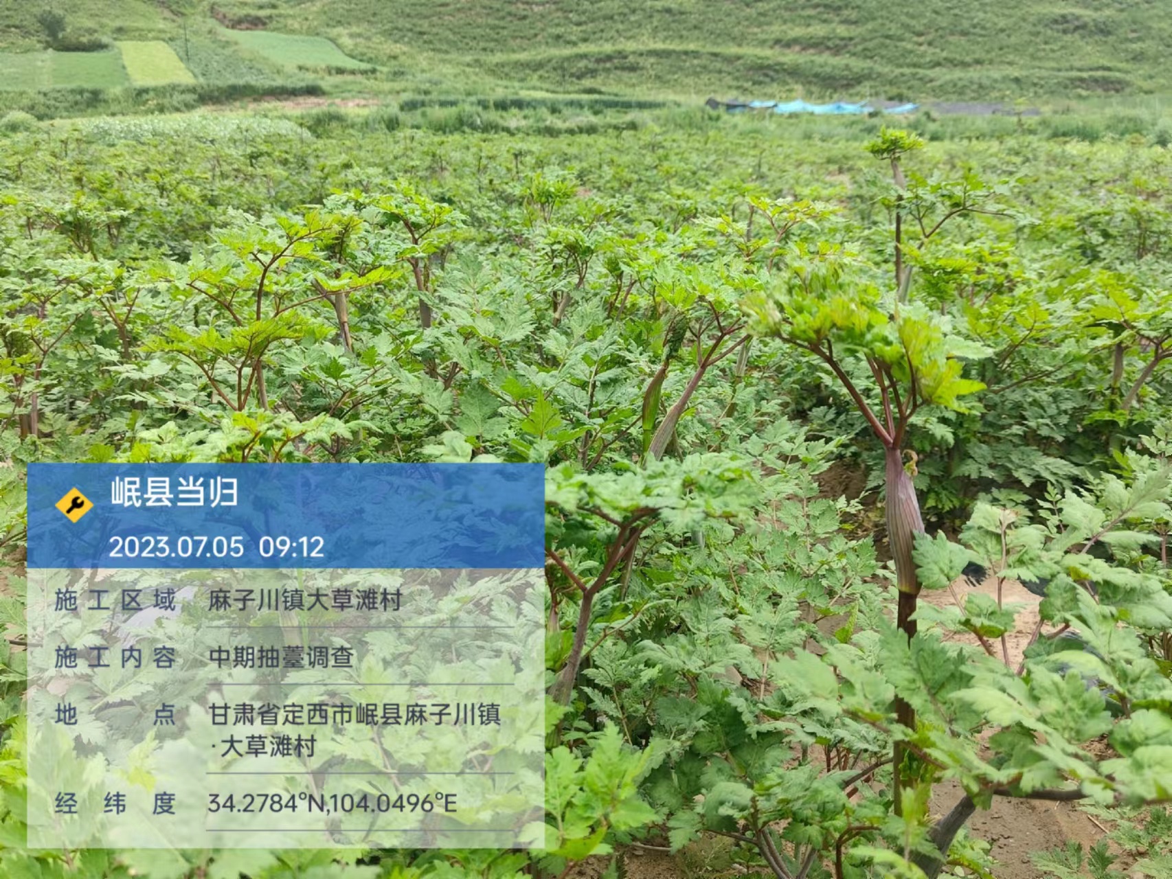 对照抽薹.jpg