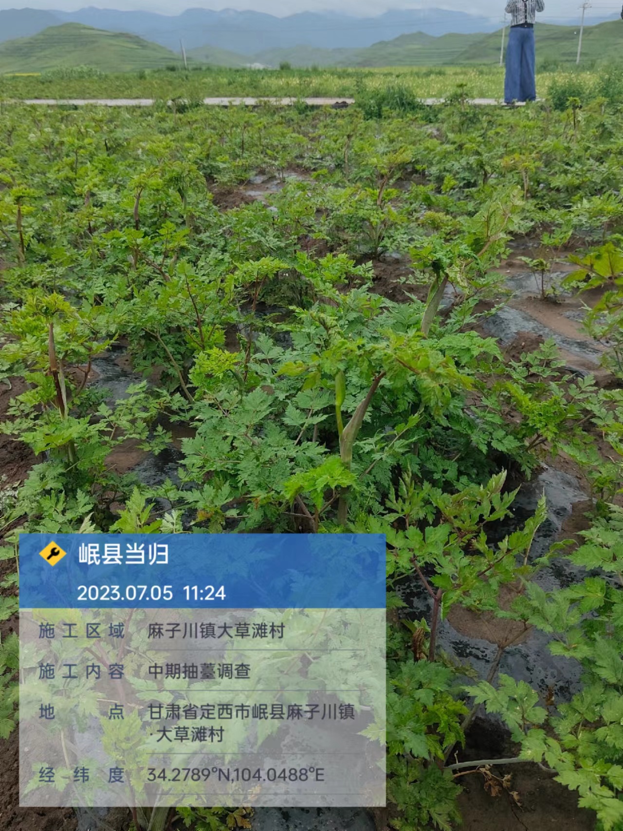 处理3抽薹.jpg